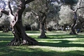  Lokrum - cypress, oak, pine, olive, agave, magnolia, palms 