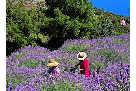  About Hvar - sea of lavender 