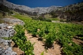  Vineyards since ancient Greeks 