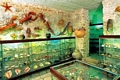  Malacological Museum - shells, crabs 