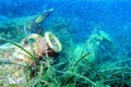  Diving - underwater world - unreal experience 