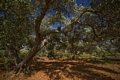  Olive trees - thousands of years on the island of Hvar 