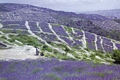  Hvar - sea of lavender 