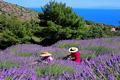  Lavender, pine, sea, sun and crickets 