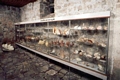  Malacological Museum - in the Franciscan Monastery 