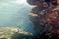  National park Kornati - underwater life 
